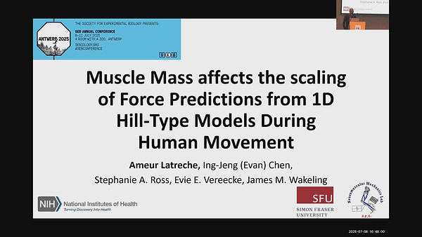 Muscle Mass affects the scaling of Force Predictions from 1D Hill-Type Models During Human Movement