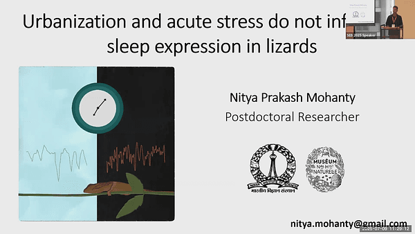 Urbanization and acute stress do not influence sleep expression in lizards