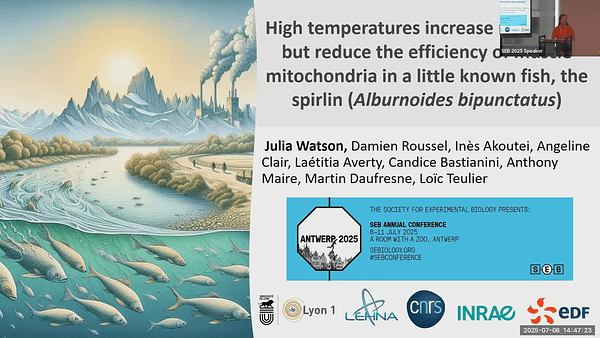 High temperatures increase respiration but reduce the efficiency of muscle mitochondria in a little-known fish, the spirlin (Alburnoides bipunctatus)