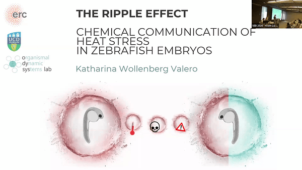 The ripple effect: chemical communication of heat stress alters development and resilience in zebrafish embryos