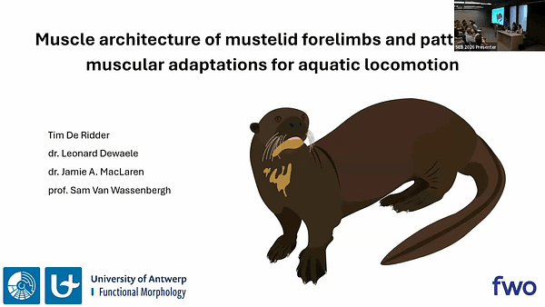 Muscle architecture of mustelid forelimbs and patterns of muscular adaptations for aquatic locomotion