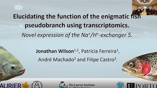 Elucidating the function of the enigmatic fish pseudobranch using transcriptomics. Novel expression of the Na+/H+-exchanger 5.