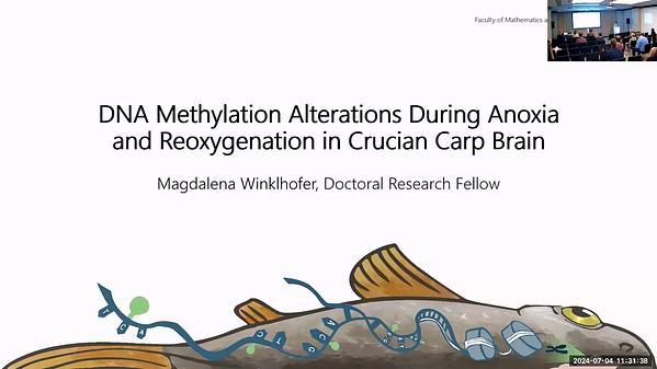 DNA methylation alterations during anoxia and re-oxygenation in crucian carp brain