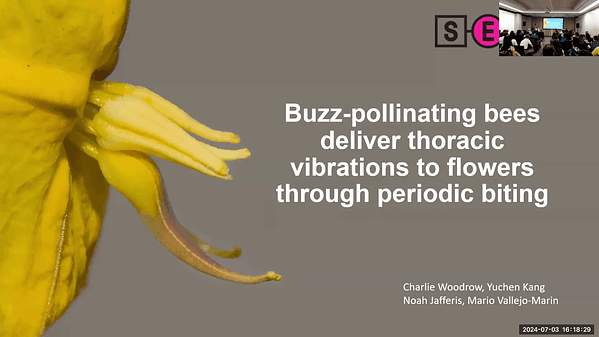 Buzz-pollinating bees deliver thoracic vibrations to flowers through periodic biting