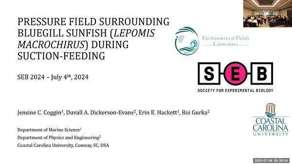 Pressure field surrounding bluegill sunfish (Lepomis macrochirus) during suction-feeding