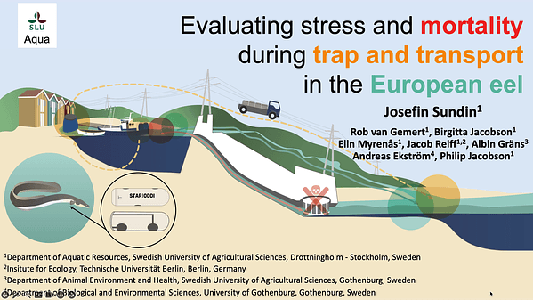 Evaluating stress and mortality during trap and transport in the European eel