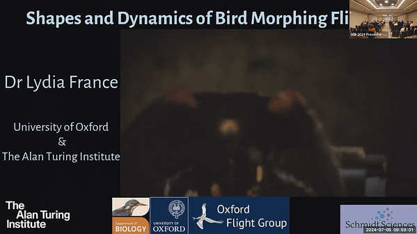 Shapes and Dynamics of Bird Morphing Flight